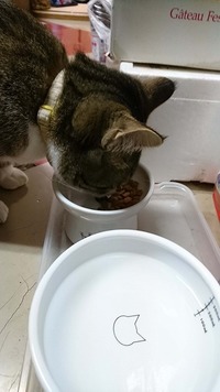 フードボウルで初めてのご飯