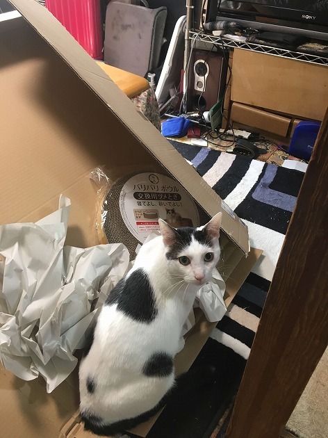 気になる気になる