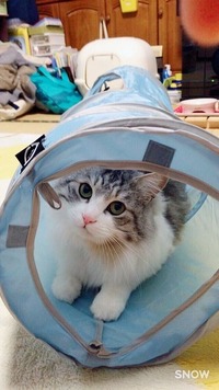 トンネル大好き！