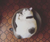 バリバリボウルでごろん。