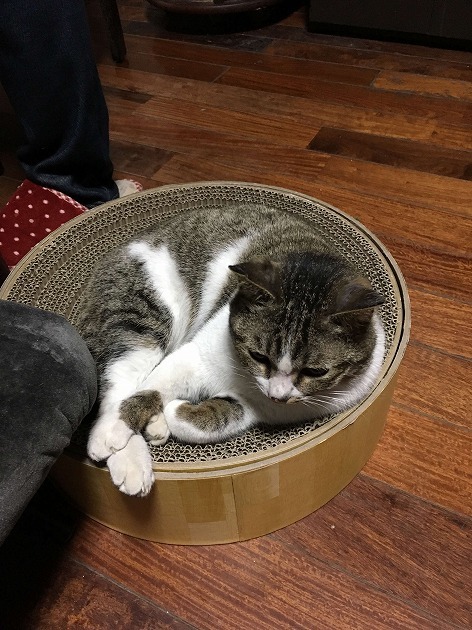 気に入っちゃた^_^