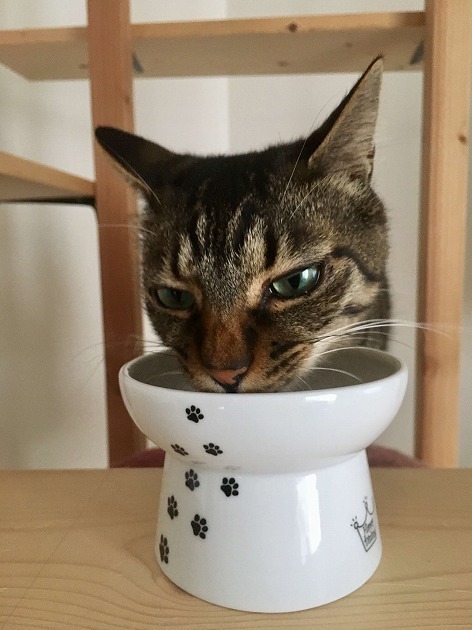 いつものウマウマが更に美味しく感じるにゃー！