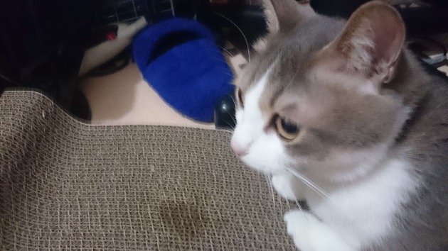 新しい爪研ぎ！