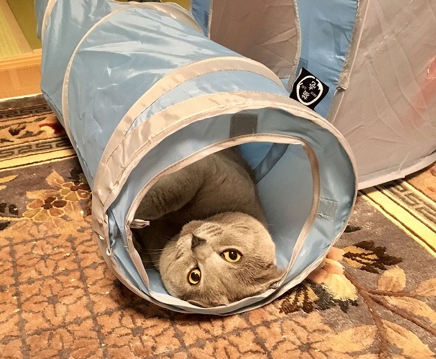 くつろぎタイム