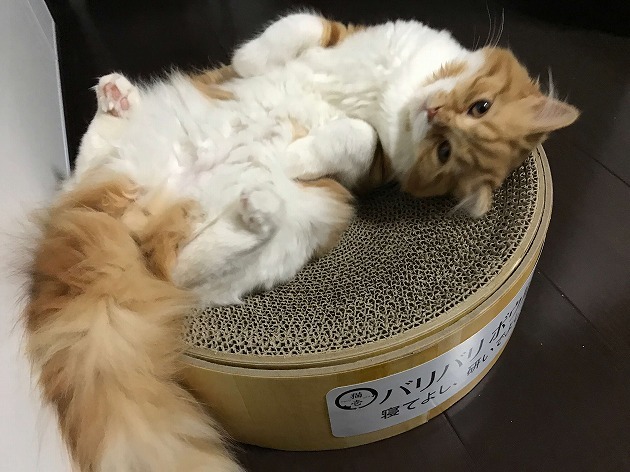 届いた日からお気に入り！