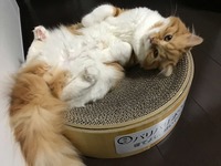 届いた日からお気に入り！