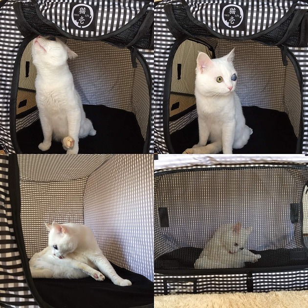 検品！それからのグルーミング♡