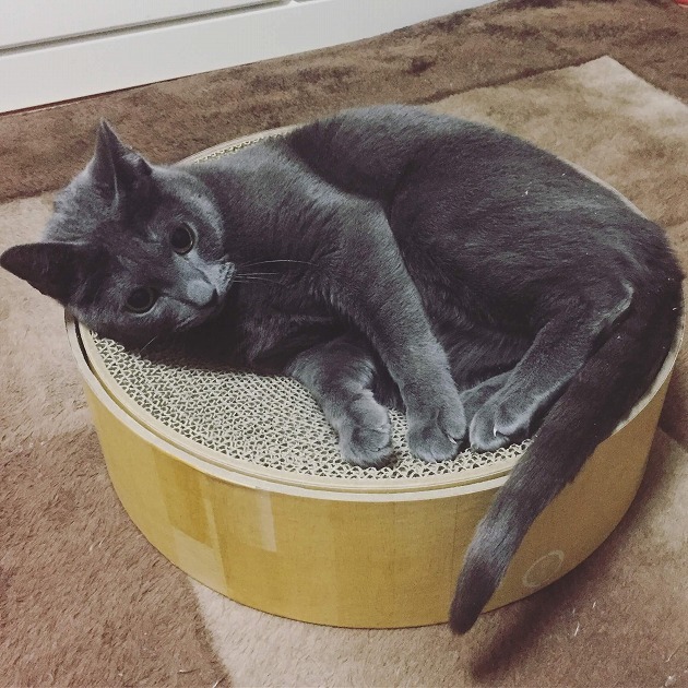 初めてのバリバリ