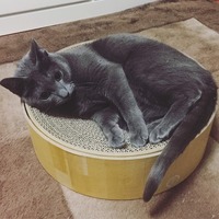 初めてのバリバリ