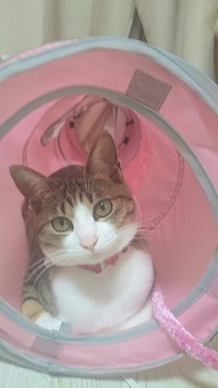 どいてあげないよ(=^. .^=)