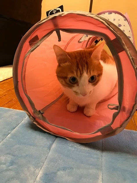 初めてのトンネル