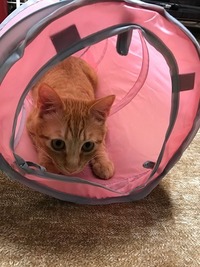 隠れんぼのつもり