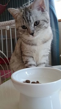 ご飯食べていい？