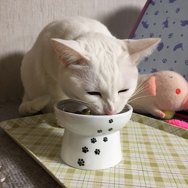 うまうまだよーん