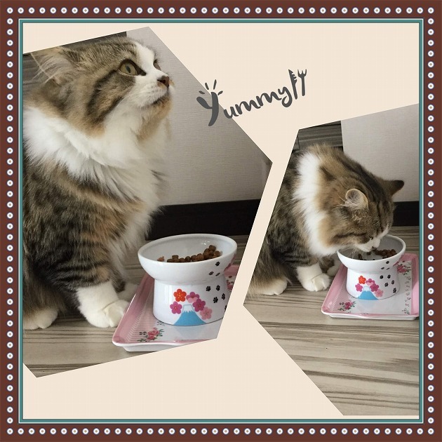 あー、美味しいにゃ