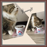 あー、美味しいにゃ