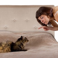 猫を叱るのはどんなとき？みんなも悩んでいる猫のこのNG行為