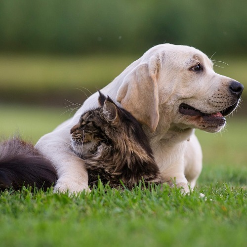 日本とはこんなに違う！イギリスのPSPCAによる動物福祉の考え方【前編】