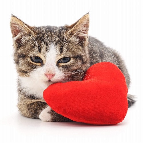 ちょっと待って！飼い主が誤解しがちな猫の行動に関する「猫あるある」