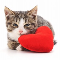 ちょっと待って！飼い主が誤解しがちな猫の行動に関する「猫あるある」