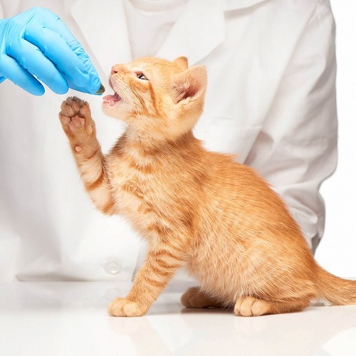 【ネコに薬を飲ませる時】フードに混ぜるのはOK？お薬の疑問Q&A（前編）