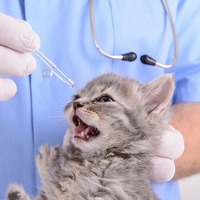 【ネコに薬を飲ませる時】フードに混ぜるのはOK？お薬の疑問Q&A（後編）