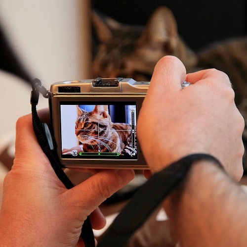 猫を上手に撮りたい！ぶきっちょさんでも猫を上手に撮れるコツとは