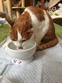 お水飲むニャン