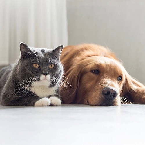 飼い主の疑問「犬は猫や人を攻撃する？犬と猫は本当に仲良く暮らせるの？」