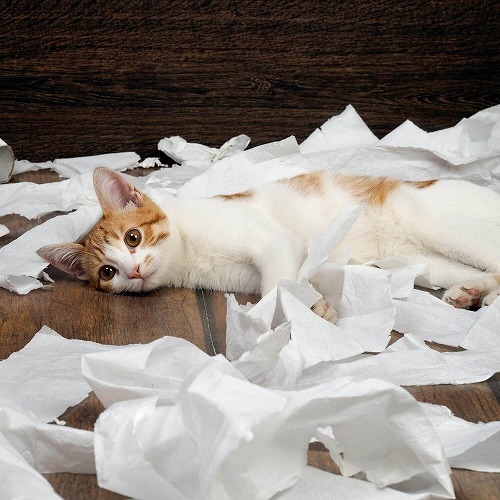 猫はお留守番が好きor嫌い？猫の留守番に起こったトラブルと怖～い話