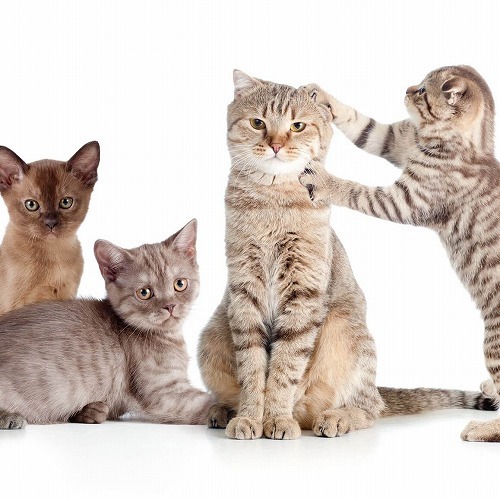 憧れの猫の複数飼い・でも実は経験者に聞くとこんな悩みがあるらしい