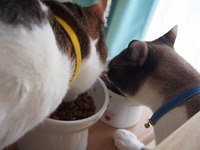 仲良くごはん！