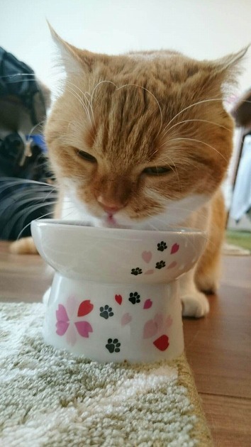 さくらもぐもぐ