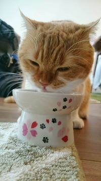 さくらもぐもぐ