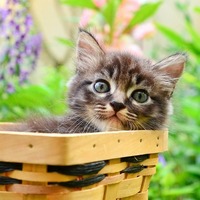 猫の春・夏・秋・冬。季節ごとに気をつけたい猫のお世話と注意点【前編】