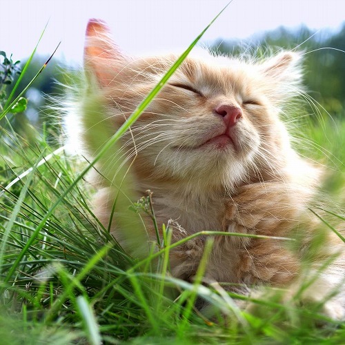 猫の春・夏・秋・冬。季節ごとに気をつけたい猫のお世話と注意点【後編】