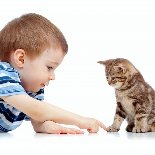 引っ越しや新しい家族が増える時。猫にストレスをかけないポイントとは