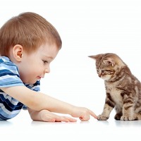 引っ越しや新しい家族が増える時。猫にストレスをかけないポイントとは