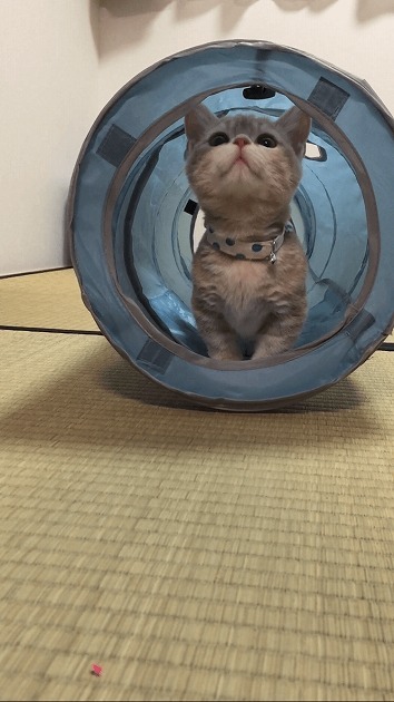 お気に入りのキャットトンネル