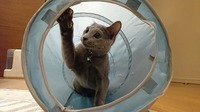 このトンネルとっても楽しいにゃー(ฅ'ω'ฅ)