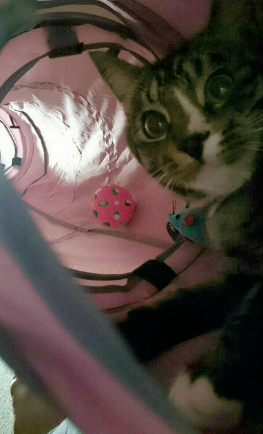 愛用しまくりミミの基地