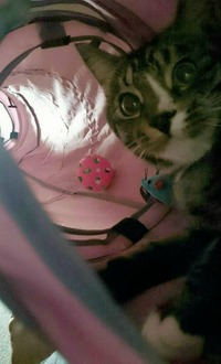 愛用しまくりミミの基地