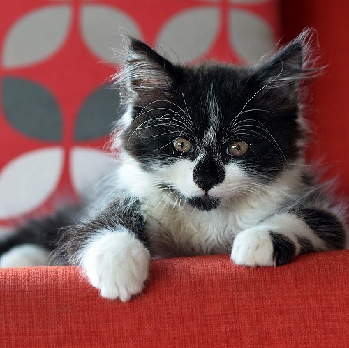 毛柄を見ただけで分かる？そのニャンコの肉球の色を当ててみよう♪