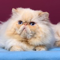 やって来ました換毛期！猫の被毛ケアにお勧めなブラシとブラッシング