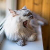 猫がハッピーに暮らせるように！猫が喜ぶ快適なスペースの作り方