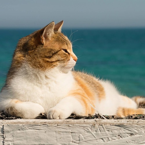 春は「高齢の猫の脱水」に注意！猫の飲水量を増やす3つの工夫とは