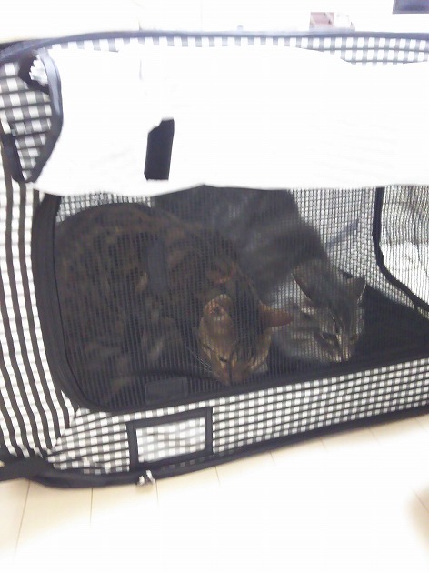 初めてポータブルケージを見た瞬間の顔