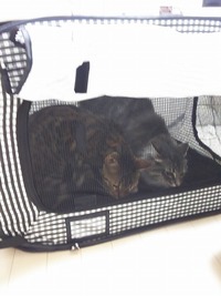 初めてポータブルケージを見た瞬間の顔