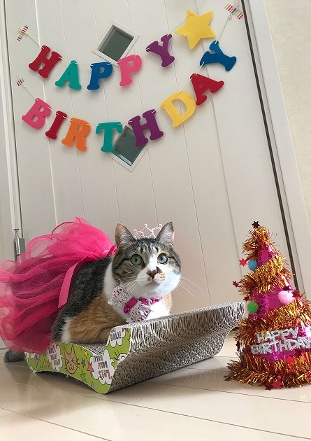 バリバリベッドの上からハッピーバースデー