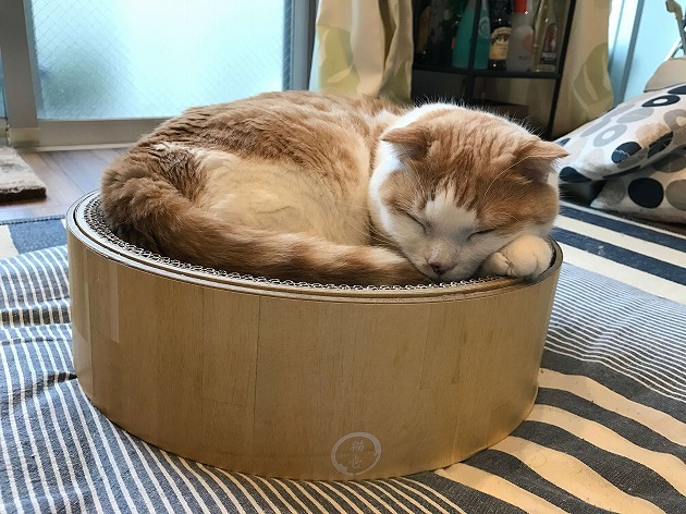 バリバリボウルでおひるね♡